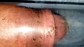 Ants bite cock
